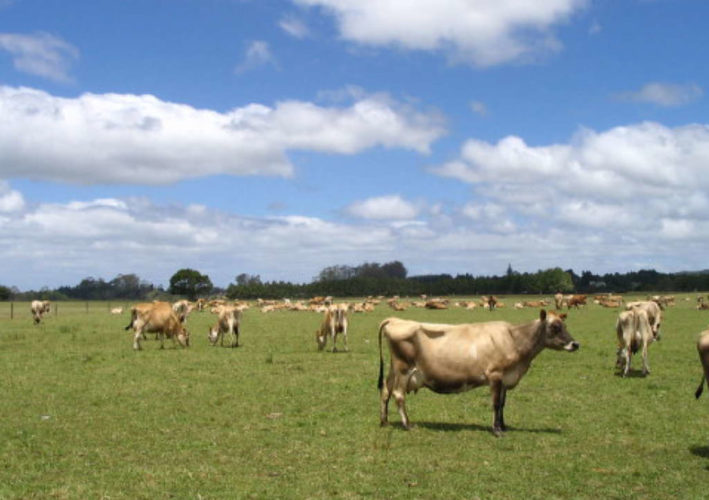 Fonterra: 30 percent less emissions by 2030